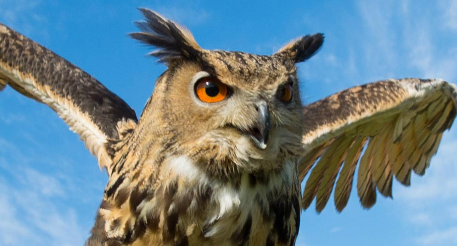 Great horned owl