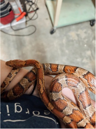 snake on human arm