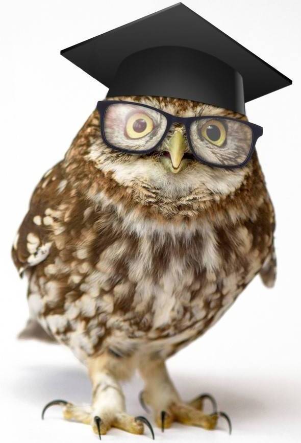 Brown and white owl with graduation hat